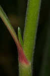 Longleaf buckwheat